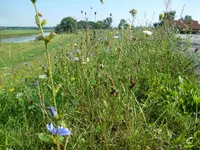 P1060924 Elbdeich.webp