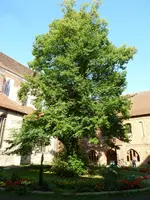 P1060956 Dom Havelberg.webp
