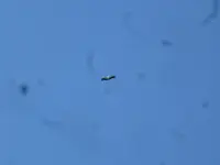P1060998 fliegender Storch.webp