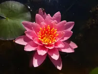 001.webp
