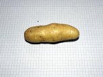 Kartoffel_Velina_knolle_potatoe_tuber_solanum.JPG