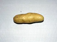 Kartoffel_Velina_knolle_potatoe_tuber_solanum.webp