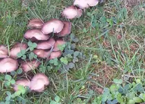 Pilze 2.webp