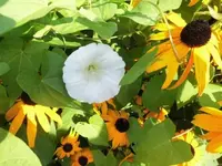 Bilda050.webp