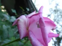P1510797.webp