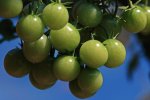 Tomaten_grün_Stilleben_upwards_nach oben_aufwärts_blau_makro_800.JPG