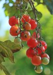 Tomaten reifen_tomatoes riping_rot_grün1_800_makro.JPG