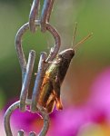 cricket_kleines Heupferd_makro1_800.JPG