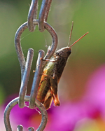 cricket_kleines Heupferd_makro1_800.webp