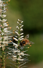 Insekt_Biene_schillernde Flügel_weiss_grün_makro_800.webp