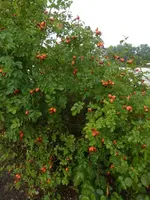 P1510230.webp
