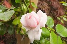 DSCF3037.webp