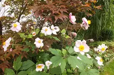 DSCF3040.webp