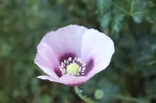 DSCF3055.webp