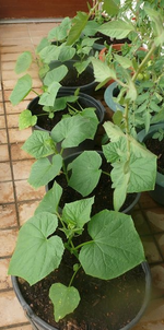 k-P1090800.webp
