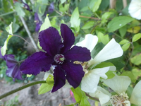 P1510781.webp
