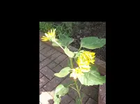 Sonnenblume mit Nebentrieben.webp