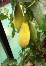Luffa1.webp