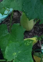 Luffa2.webp