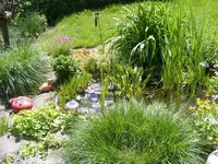 Teich5 6.6.2013.webp