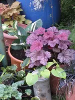 002_600x800.webp