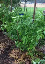 Francos Aji.webp