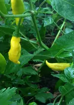 Lemon Drop gelb.webp