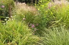 DSCF3087.webp