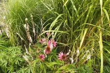 DSCF3083.webp