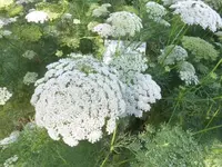 Bilda024.webp