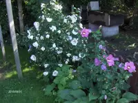 HPIM1744.webp