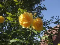 HPIM1745.webp