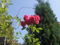 HPIM1746.webp