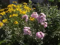 HPIM1747.webp