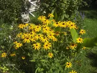 HPIM1743.webp