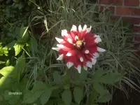 HPIM1749.webp