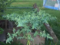 HPIM1738.webp
