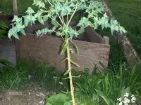 HPIM1739.webp