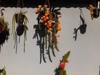 DSCF9374.webp