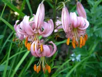 DSCN8521.webp