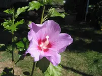 005.webp
