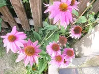 Bilda057.webp