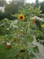 P9010241.webp