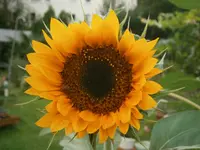 P9010242.webp