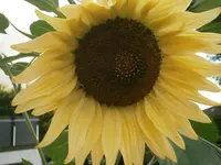 P9010244.webp
