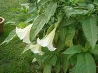 P9010246.webp