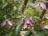 P9020250.webp