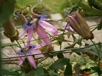 P9020251.webp