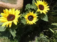 Bilda060.webp