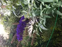 Sommerf.webp